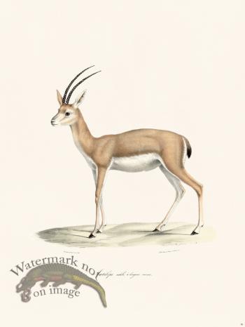 Cuvier 036 Antelope Male with Long Horns